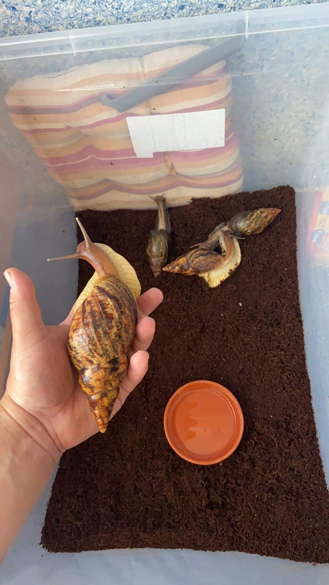 Lissachatina Reticulata, Africký slimák