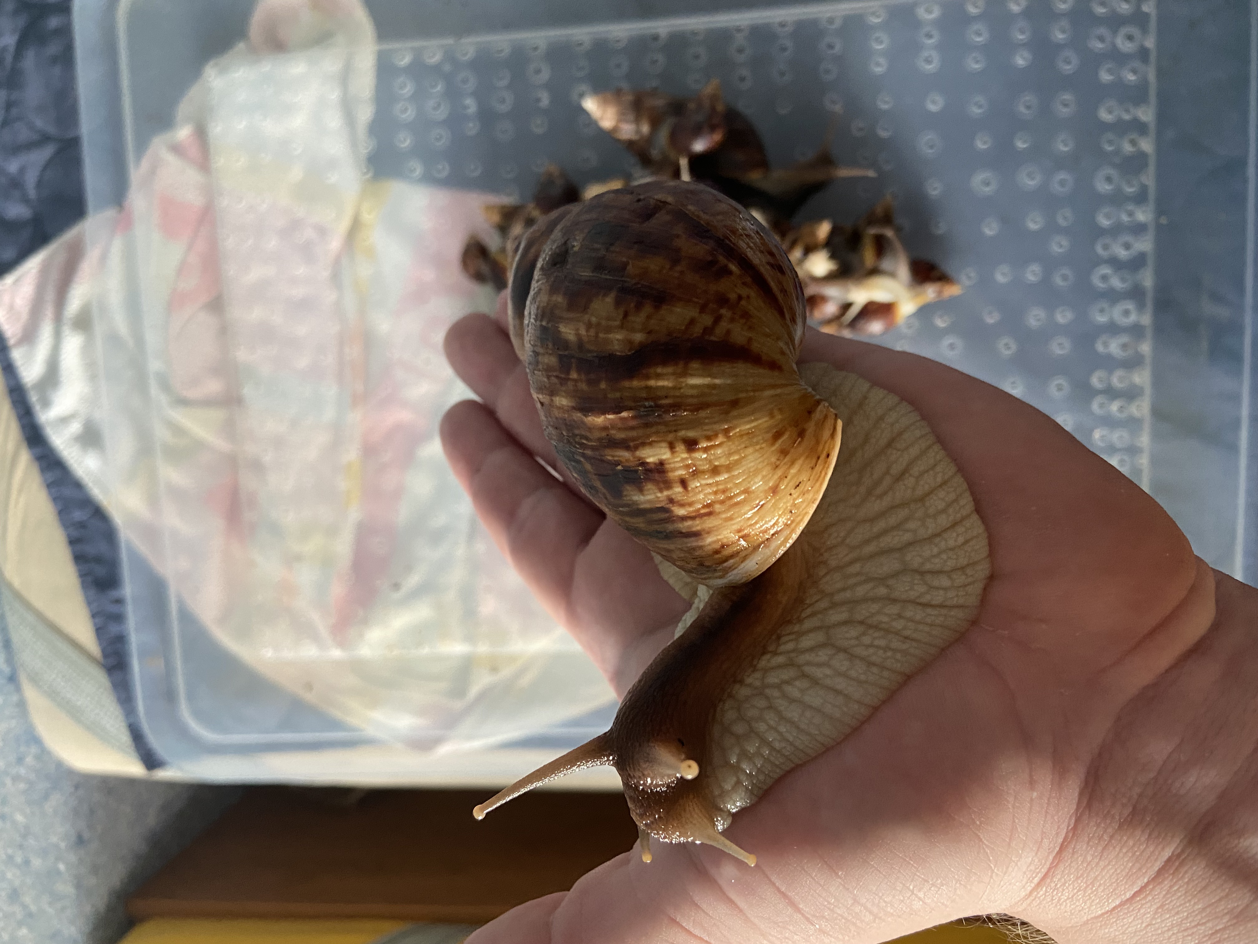 Lissachatina Reticulata, Africký slimák