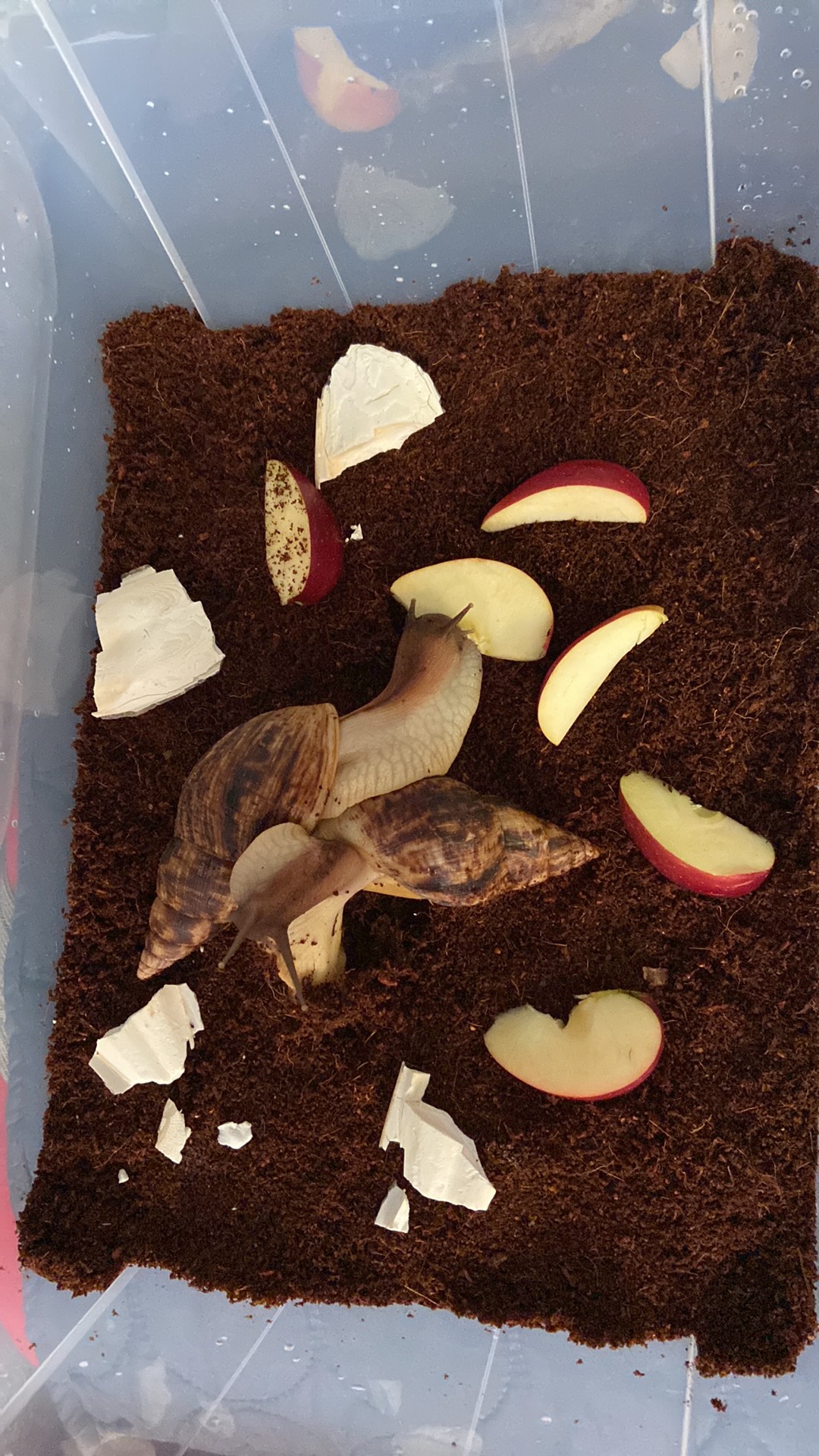 Lissachatina Reticulata, Africký slimák