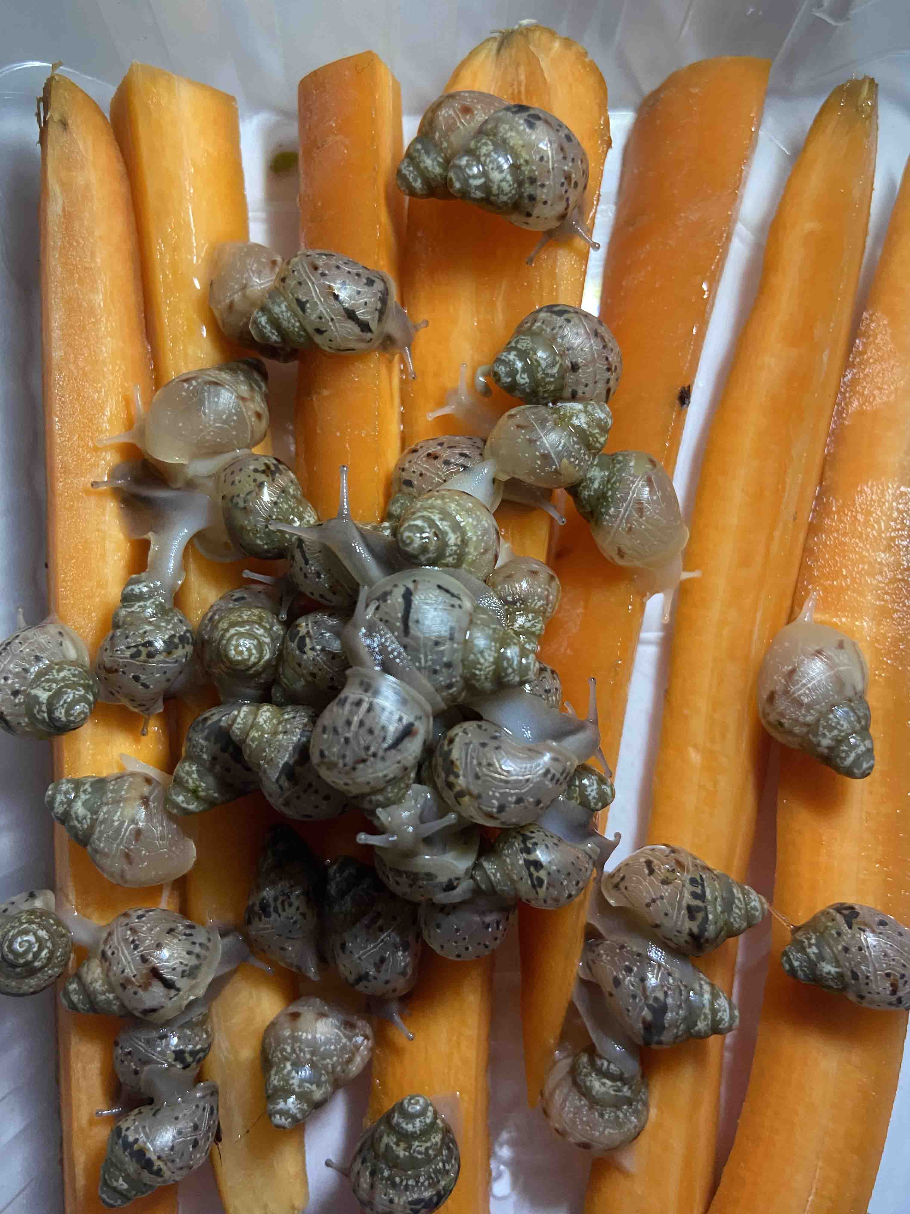 Lissachatina Fulica - plná verzia galérie po kliknutí na tlačidlo pod obrázkom.