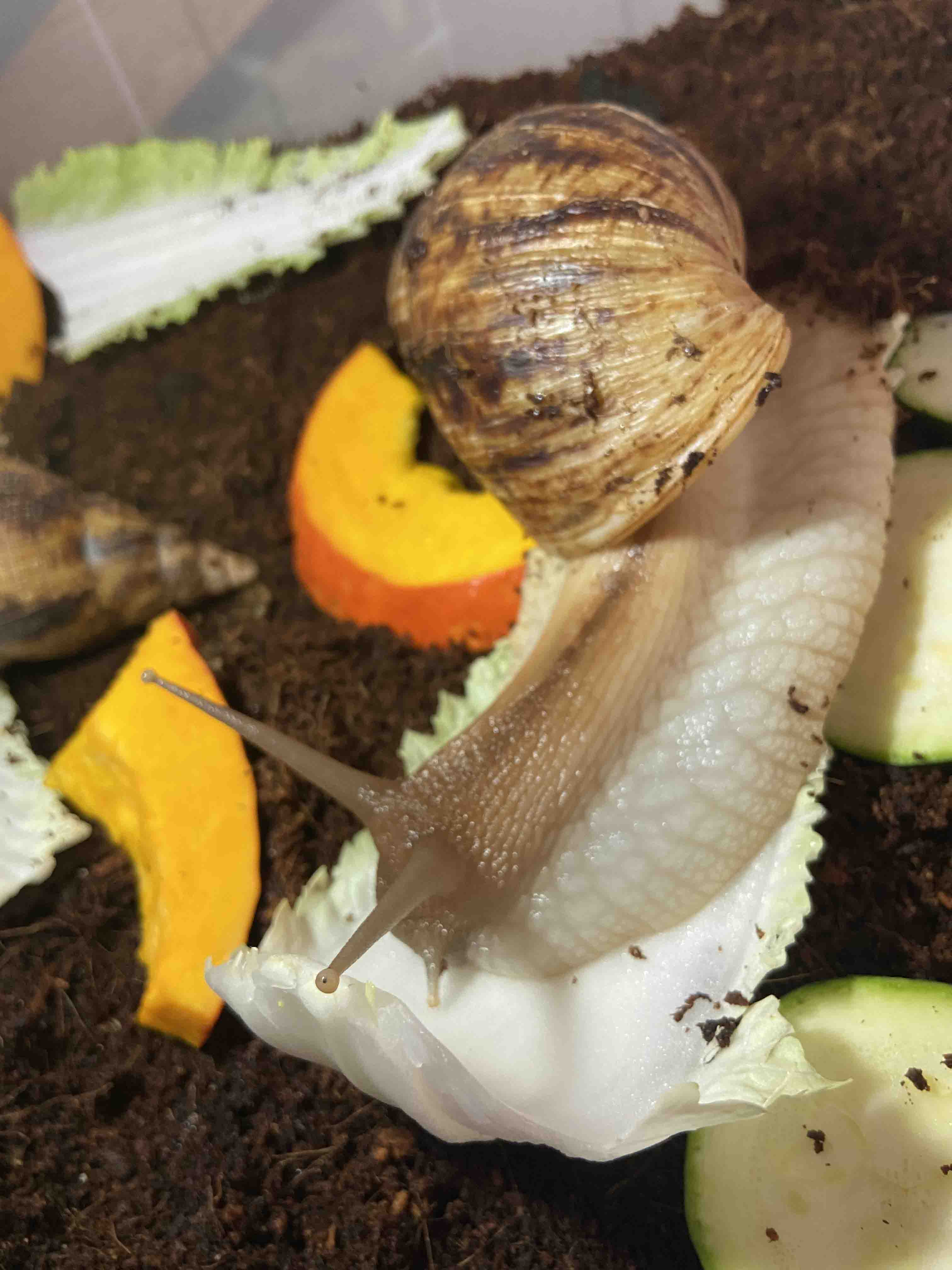 Lissachatina Reticulata - plná verzia galérie po kliknutí na tlačidlo pod obrázkom.