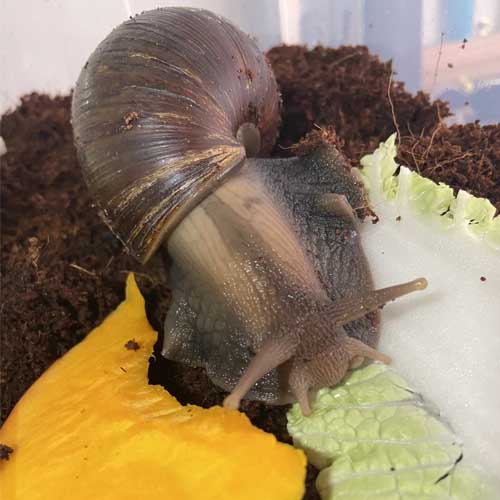 Afsli.sk - Achatina, Reticulata, Fulica, Immaculata, Archachatina, Lissachatina