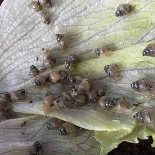 Malé mláďatá afrického slimáka po vyliahnutí, foto afsli.sk