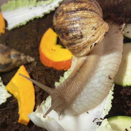 Správne kŕmenie afrického slimáka — zelenina bez nebezpečných prísad, foto afsli.sk